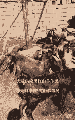 莱芜黑山羊多少钱一斤