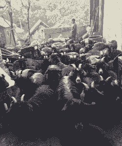 山东黑山羊多少钱一斤