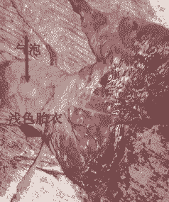 母猪产后没下胎盘