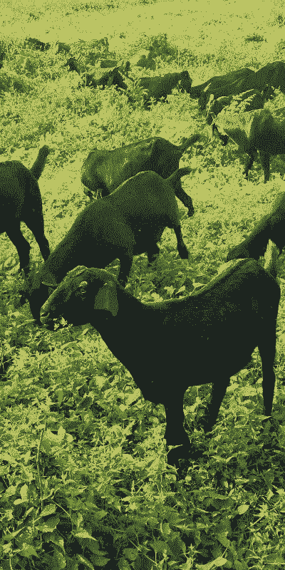 黑山羊养殖基地可信不