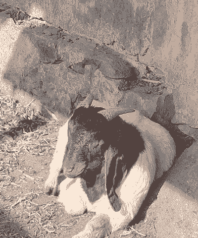 波尔山羊几个月下崽