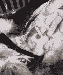 肉鸡病毒病的症状