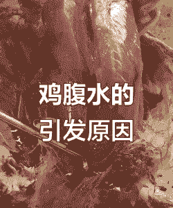 肉鸡腹水症的原因
