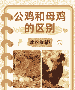 是肉鸡好养还是蛋鸡好养