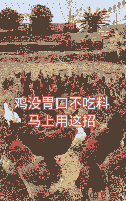 肉鸡吃料慢怎么办