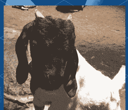 努比亚山羊的特征