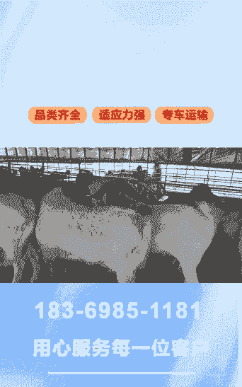 青岛优质波尔山羊价格