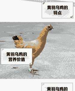 黄羽肉鸡养殖成本