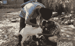 波尔山羊发病防治