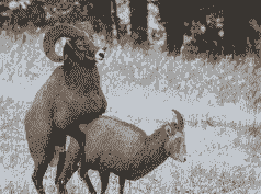 山羊产后多少天交配