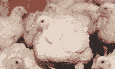 科宝肉鸡生产性能