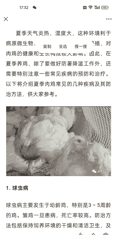 肉鸡夏季疾病防治