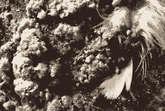 肉鸡过料是怎么回事