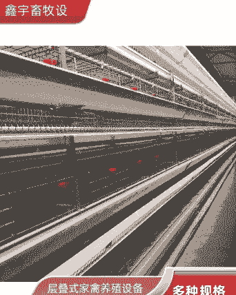 三层笼养肉鸡设备价格