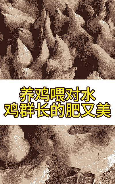 肉鸡用葡萄糖增肥吗