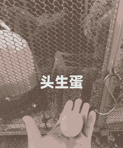 肉鸡养几个月才下蛋呢