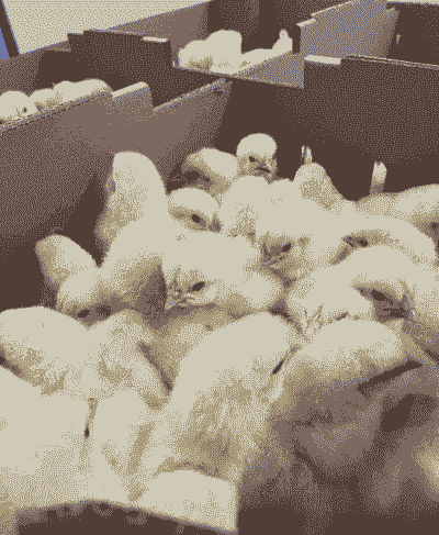 小肉鸡苗多少钱一只