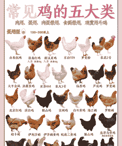 肉鸡一年一般养几次