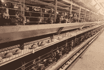 蛋鸡 肉鸡 混养