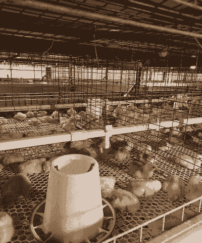 夏天笼养肉鸡通风