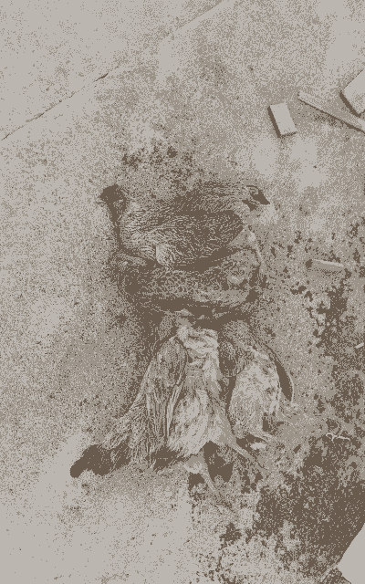 笼养肉鸡热应激死亡