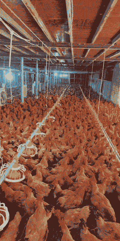 双a肉鸡养殖标准