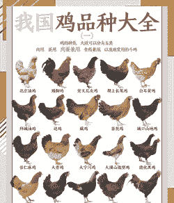 肉鸡几日龄不好养