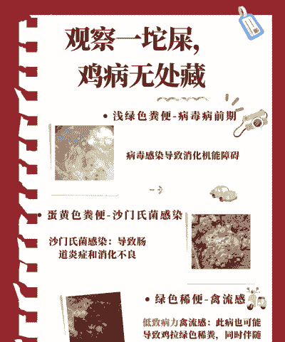 肉鸡粪便干燥的原因