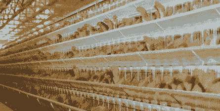 肉鸡养殖规模化水平