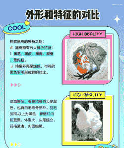 黑肉鸡好还是乌鸡好