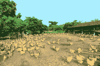 黄羽肉鸡养殖基地在哪