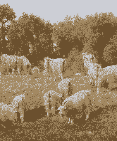 新疆哪里有山羊卖