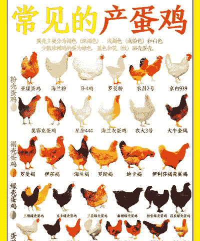 蛋鸡和肉鸡哪个好养