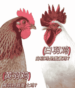 白羽肉鸡和黄羽肉鸡区别