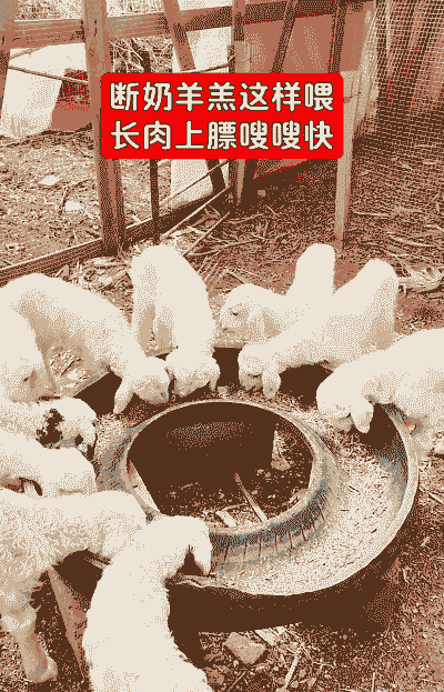 奶山羊冬季怎么喂