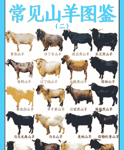 中国优质山羊品种