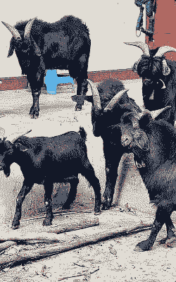 黑山羊容易生病吗