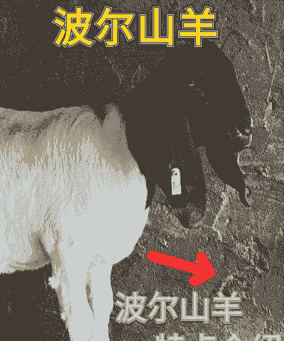 山东纯种波尔山羊哪家好