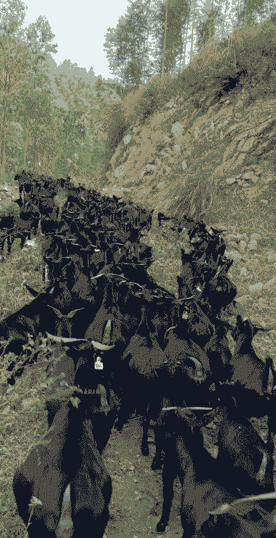 海南养黑山羊成本