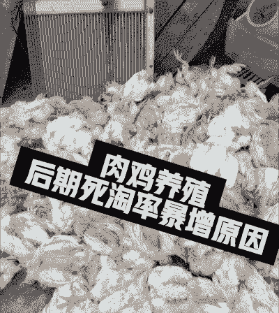 蛋鸡 肉鸡 抗病