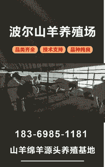 上饶哪里有卖山羊的