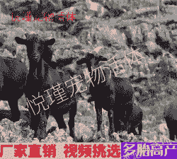 母黑山羊价格多少