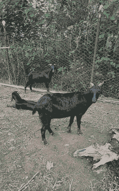 黑山羊怎样挑选母羊