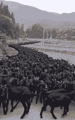 公羊和黑山羊配对