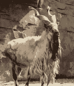 马头山羊最重有多少斤