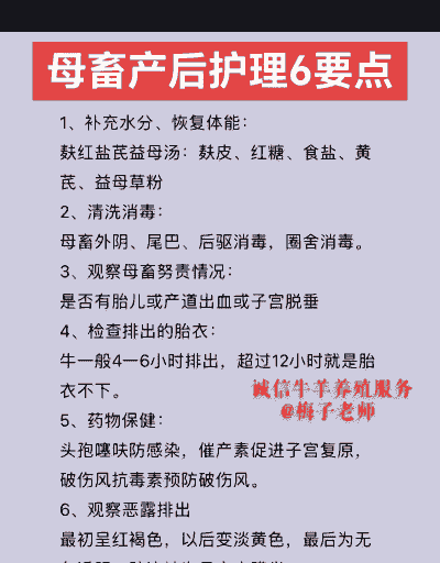 产后黑山羊的护理