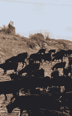 黑山羊在哪里养殖