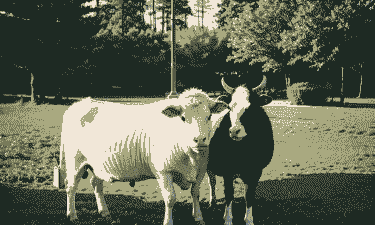 养肉牛和山羊哪个合适