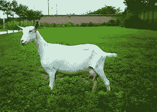 冬季奶山羊的养殖方法