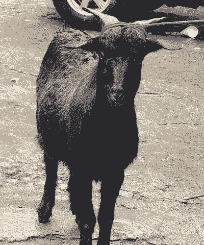 黑色的山羊是什么品种